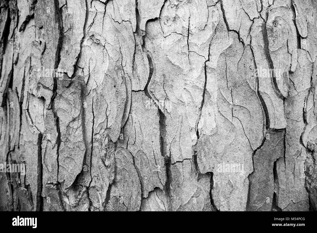 En bois, écorce texture background, fond brun écorce d'arbre. La texture. Banque D'Images