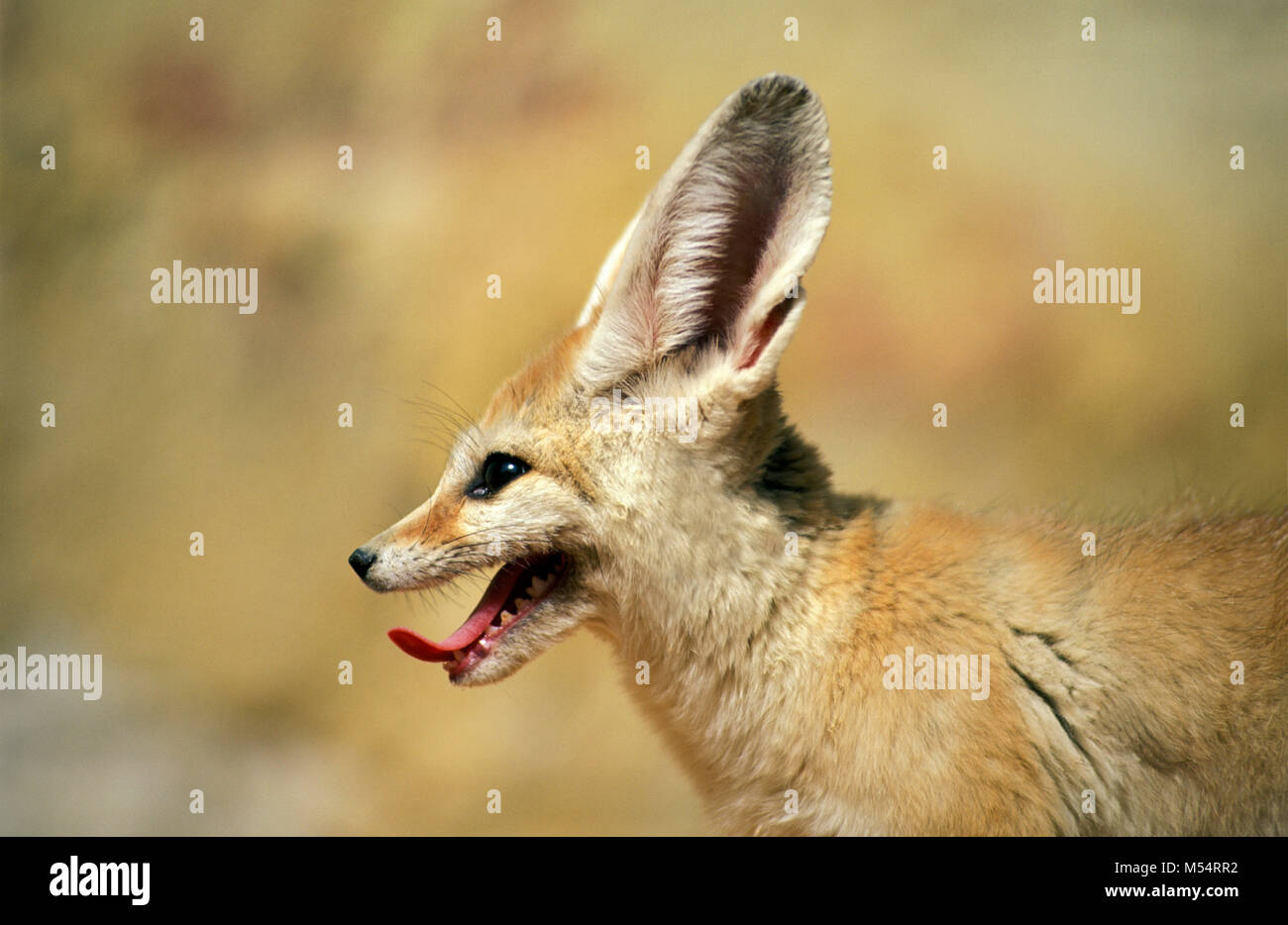 L'Algérie. Près de Ouargla. La Mer de Sable. Grand Erg Oriental. Désert du Sahara. (Fennec Fennecus zerda). Banque D'Images