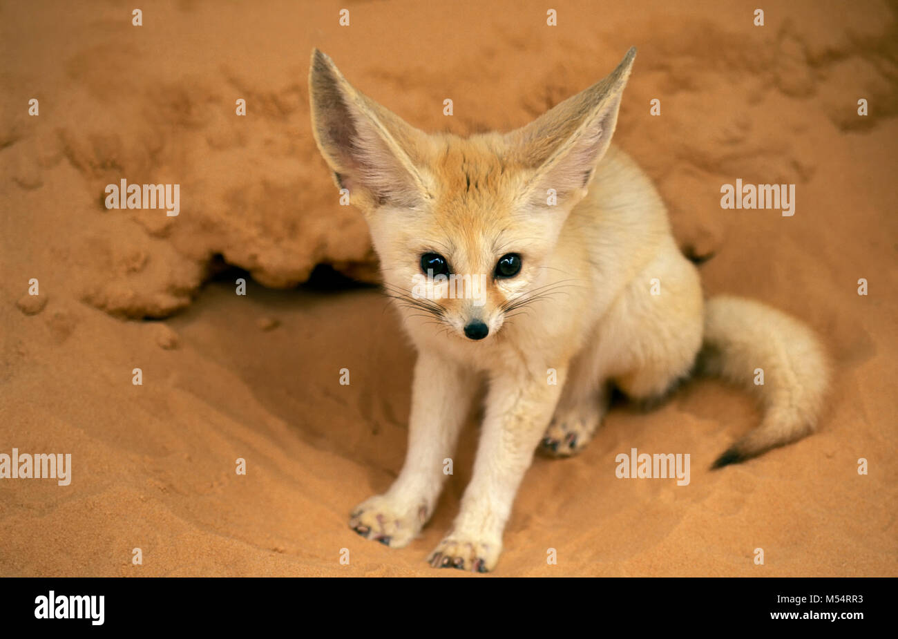 L'Algérie. Près de Ouargla. La Mer de Sable. Grand Erg Oriental. Désert du Sahara. (Fennec Fennecus zerda). Banque D'Images