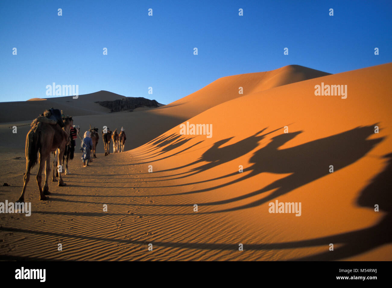L'Algérie. Près de Djanet. Désert du Sahara. L'homme de tribu Touareg et l'ombre des caravanes de chameaux. Les dunes de sable. Banque D'Images