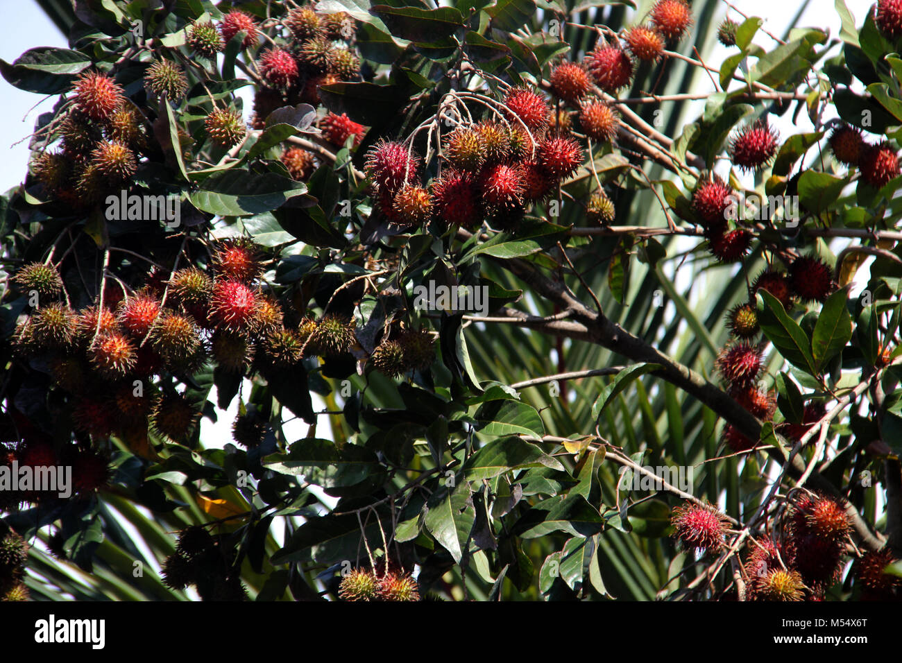 Ramboutan (Nephelium lappaceum). Banque D'Images