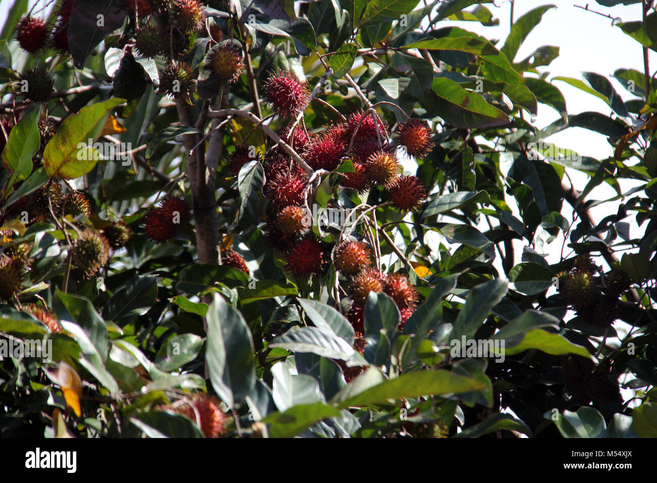 Ramboutan (Nephelium lappaceum). Banque D'Images