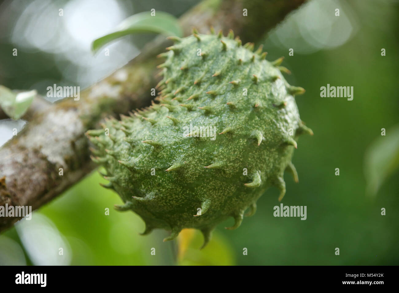 Fruit corossol growning Annona muricata en arbre, Sainte-Lucie, Caraïbes. Banque D'Images