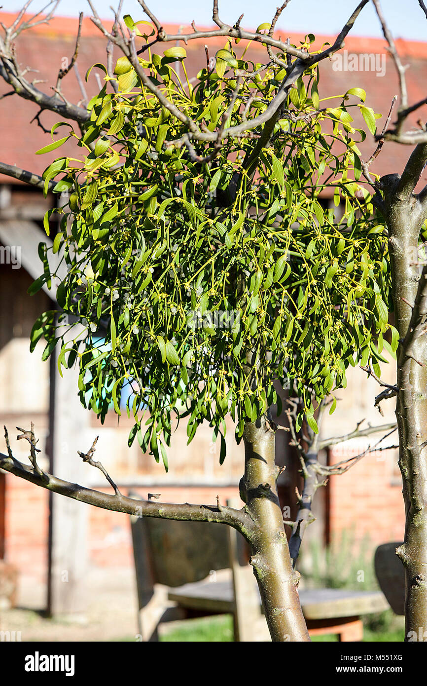 L'un des (16) Images dans cette série os images relatives à l'architecture et monuments à Shrewsbury, en Angleterre. Gui. Banque D'Images