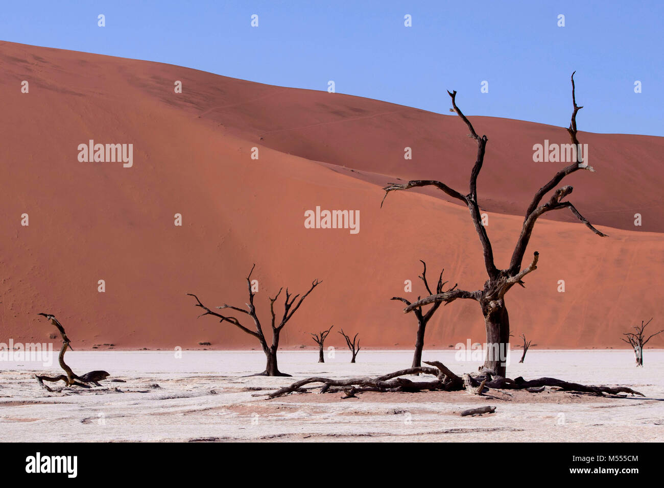 Dunes de sable dans le parc de Namib Naukluft, Désert du Namib, Namibie, Afrique du Sud Banque D'Images