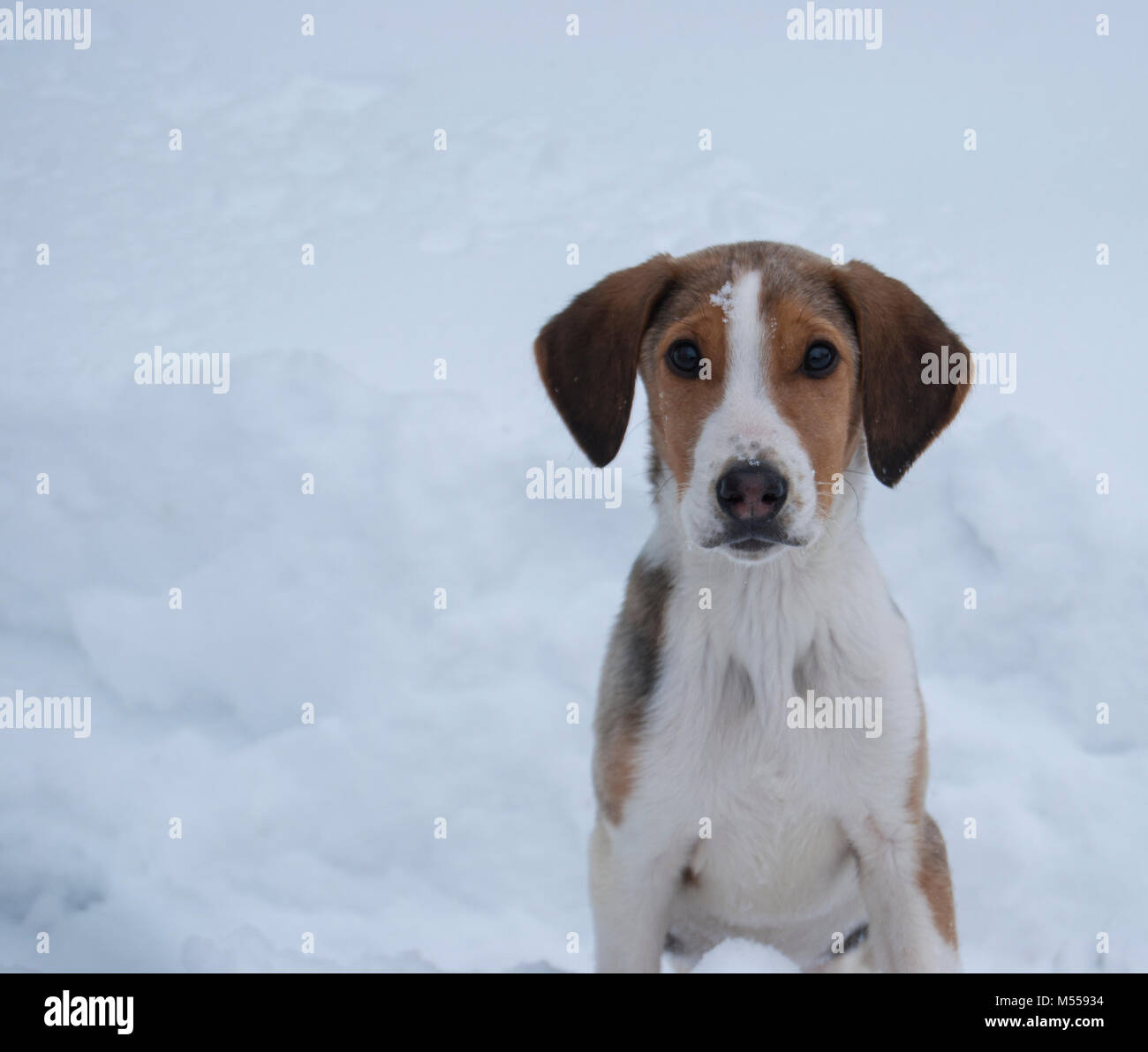Portrait d'une race de chiens de chasse Fédération piebald hound Foxhound Anglais (un) en hiver sur un fond de neige. Banque D'Images