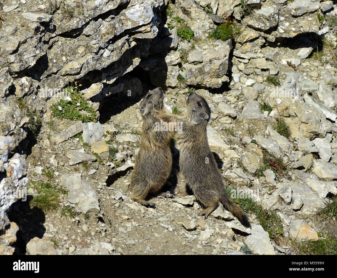 Marmotte alpine dans les Alpes, les Dolomites Tyrol du Sud, Italie, Banque D'Images