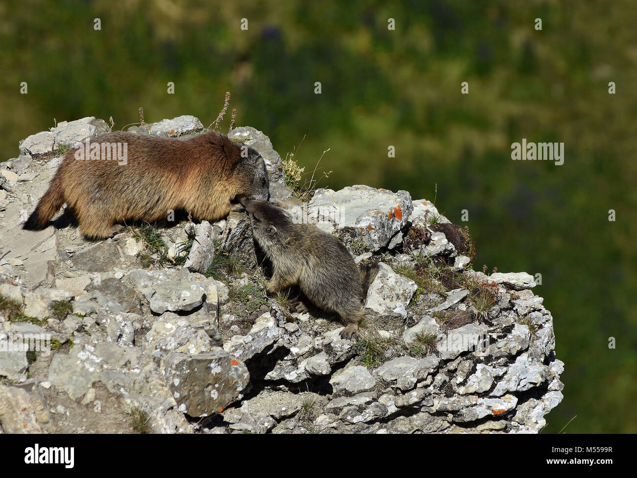 Marmotte alpine dans les Alpes, les Dolomites Tyrol du Sud, Italie, Banque D'Images