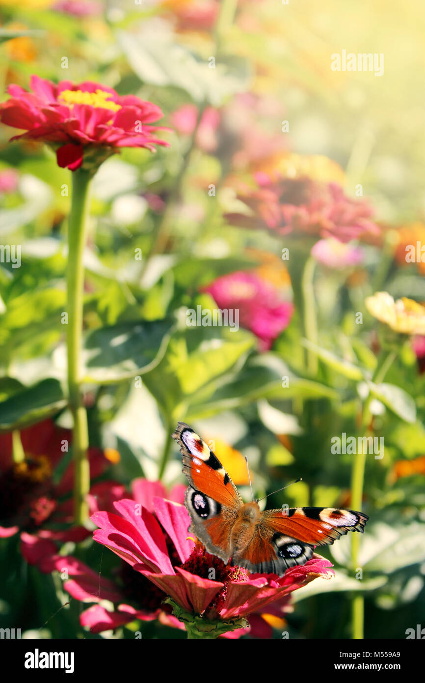 Butterfly peacock eye est assis sur le zinnia Banque D'Images