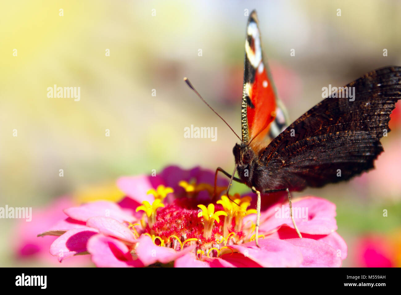 L'Oeil de Paon papillon se trouve sur la fleur de zinnia Banque D'Images