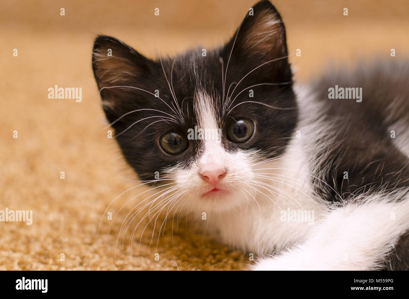 Petit Chaton Noir Et Blanc Sur Un Canapé à La Maison Adopté
