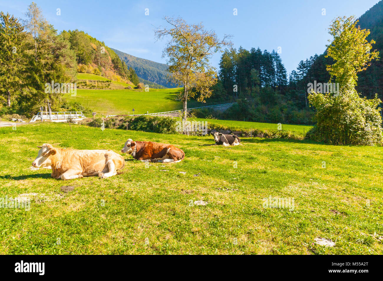 Les vaches de l'Italie du Nord Alpes Banque D'Images