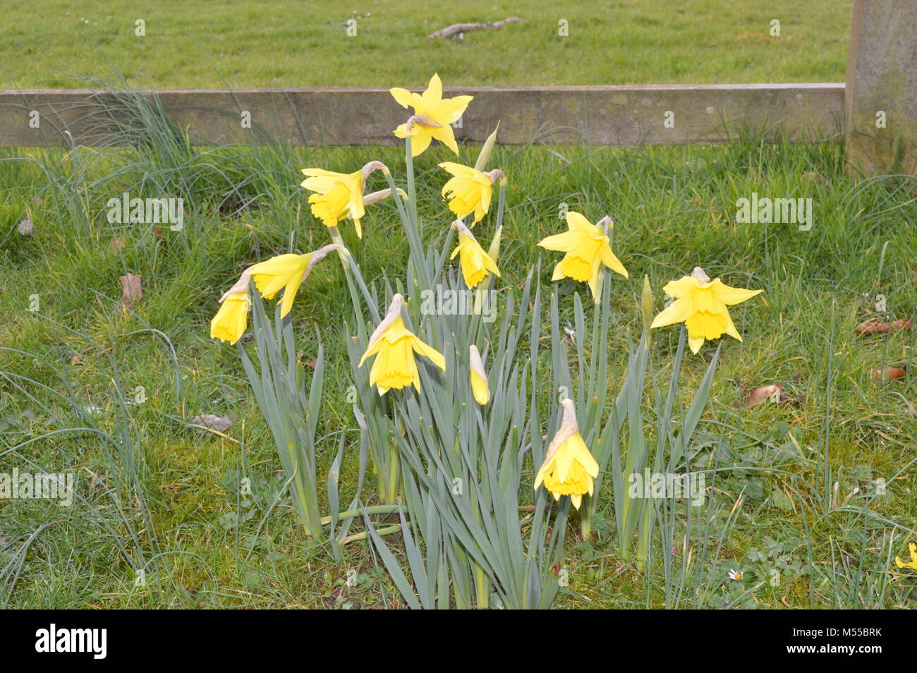 Les jonquilles sauvages poussant sur route Banque D'Images