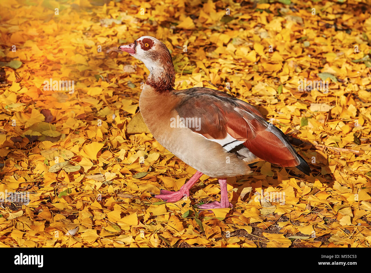 Egyptian goose (Alopochen Aegyptiaca) Banque D'Images