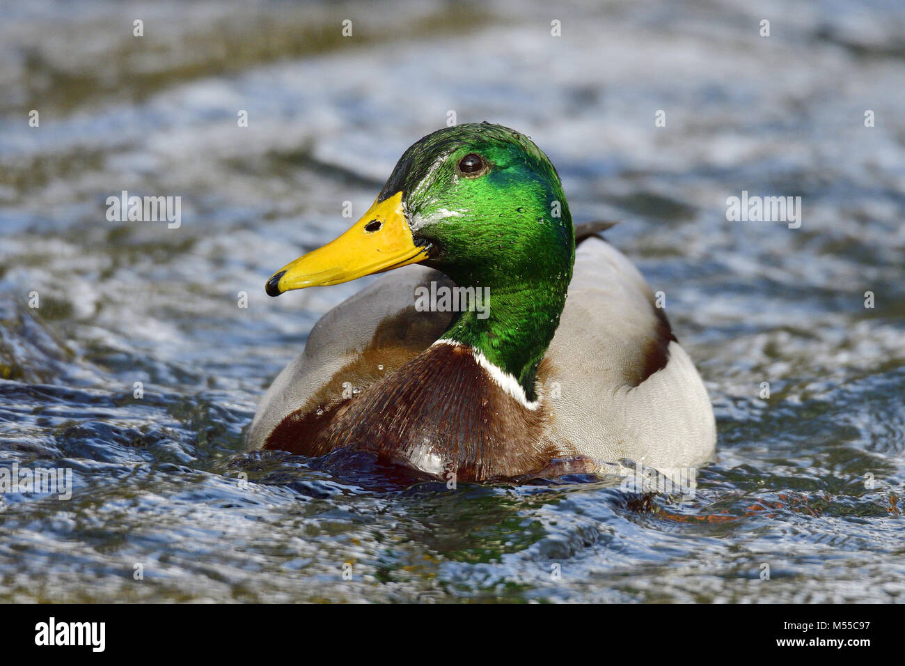 Canard colvert Banque D'Images