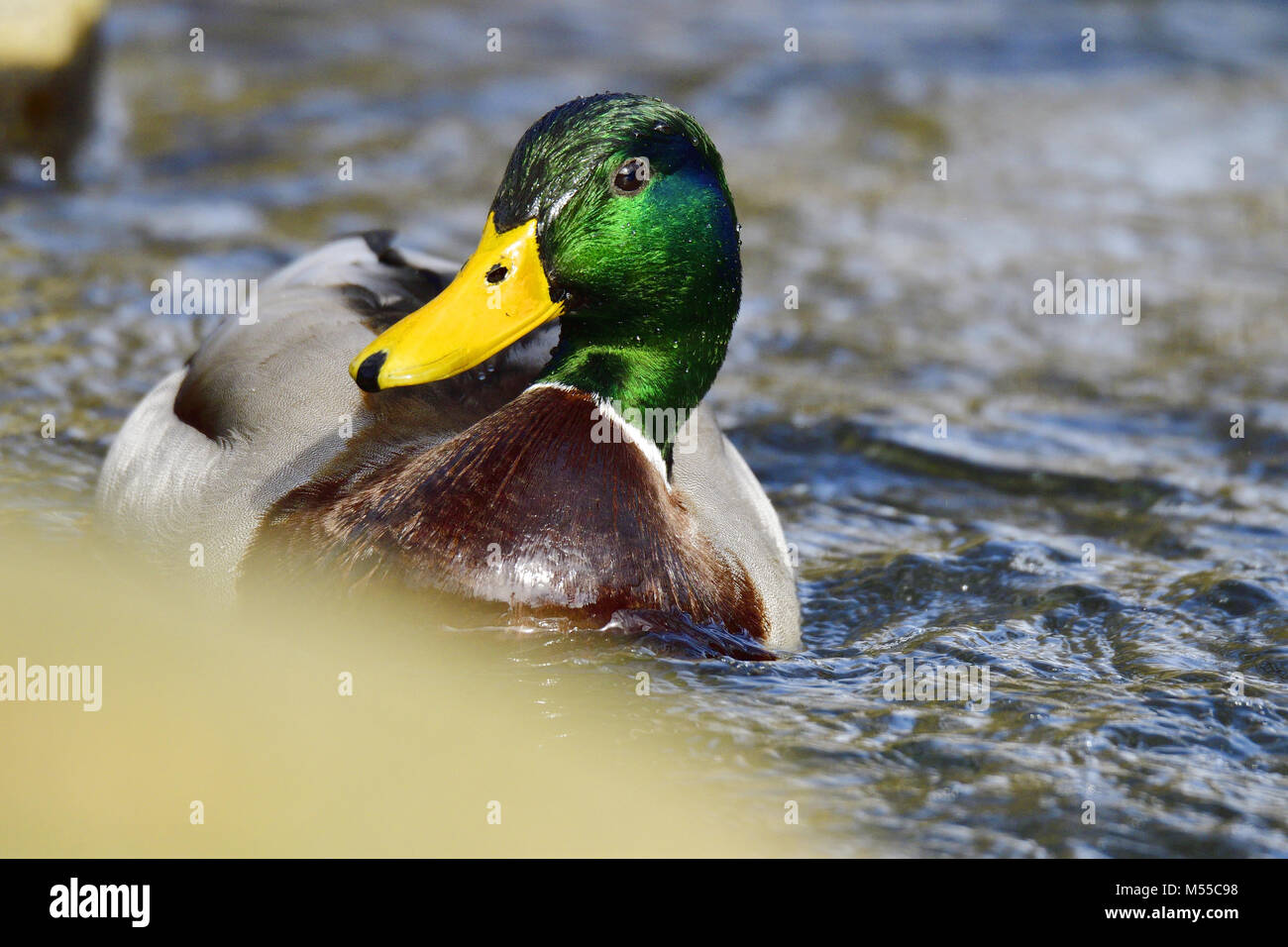 Canard colvert Banque D'Images