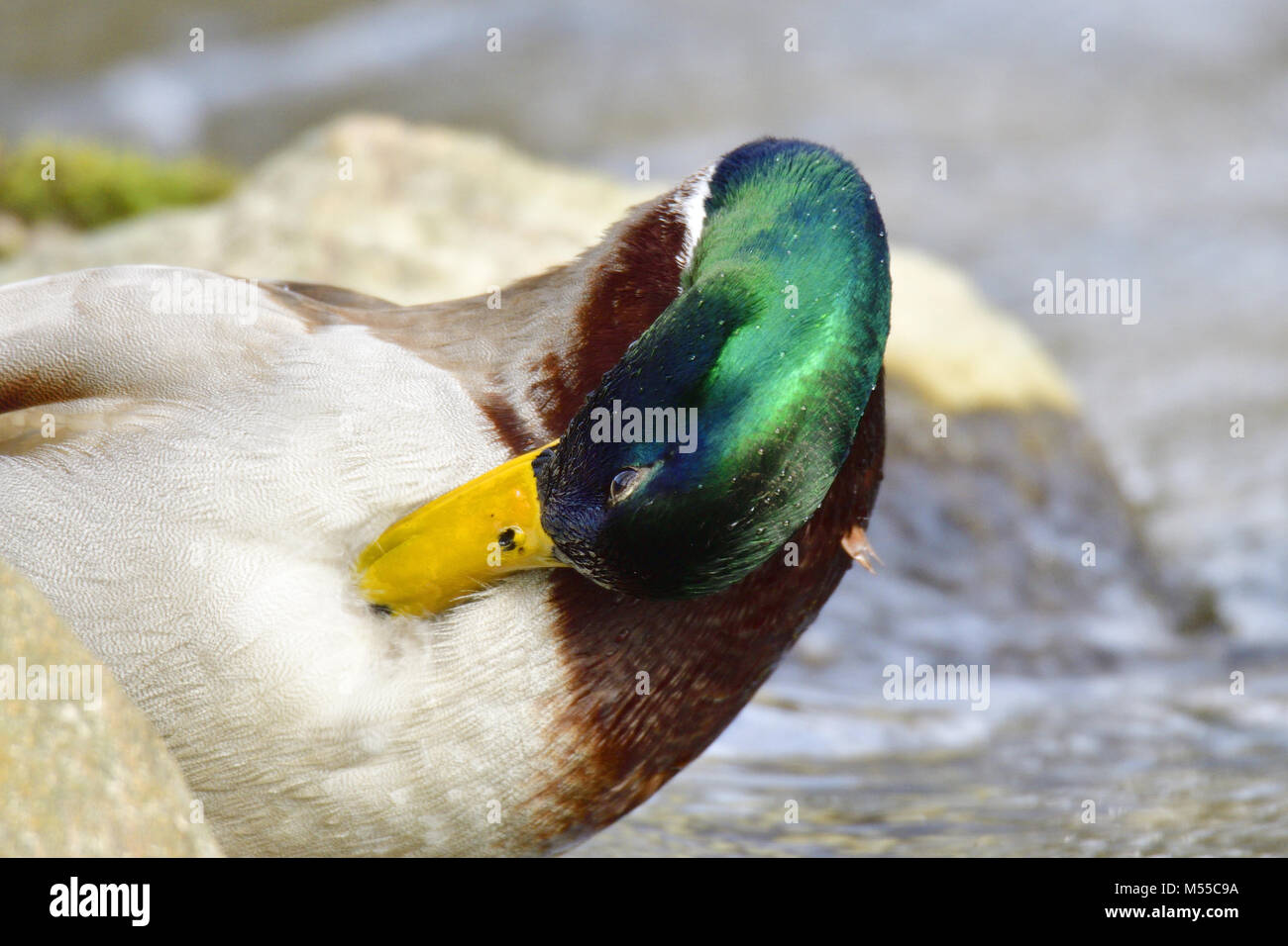 Canard colvert Banque D'Images