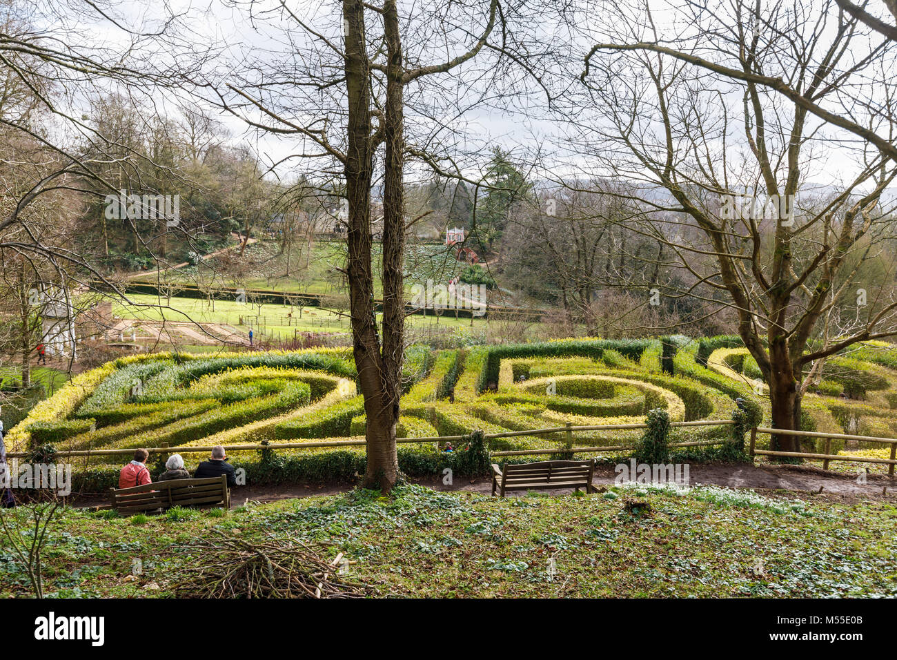 Jardins formels : la haie de troènes 250 anniversaire labyrinthe de Painswick Rococo Garden, Painswick, Cotswolds Gloucestershire en hiver avec les perce-neige Banque D'Images
