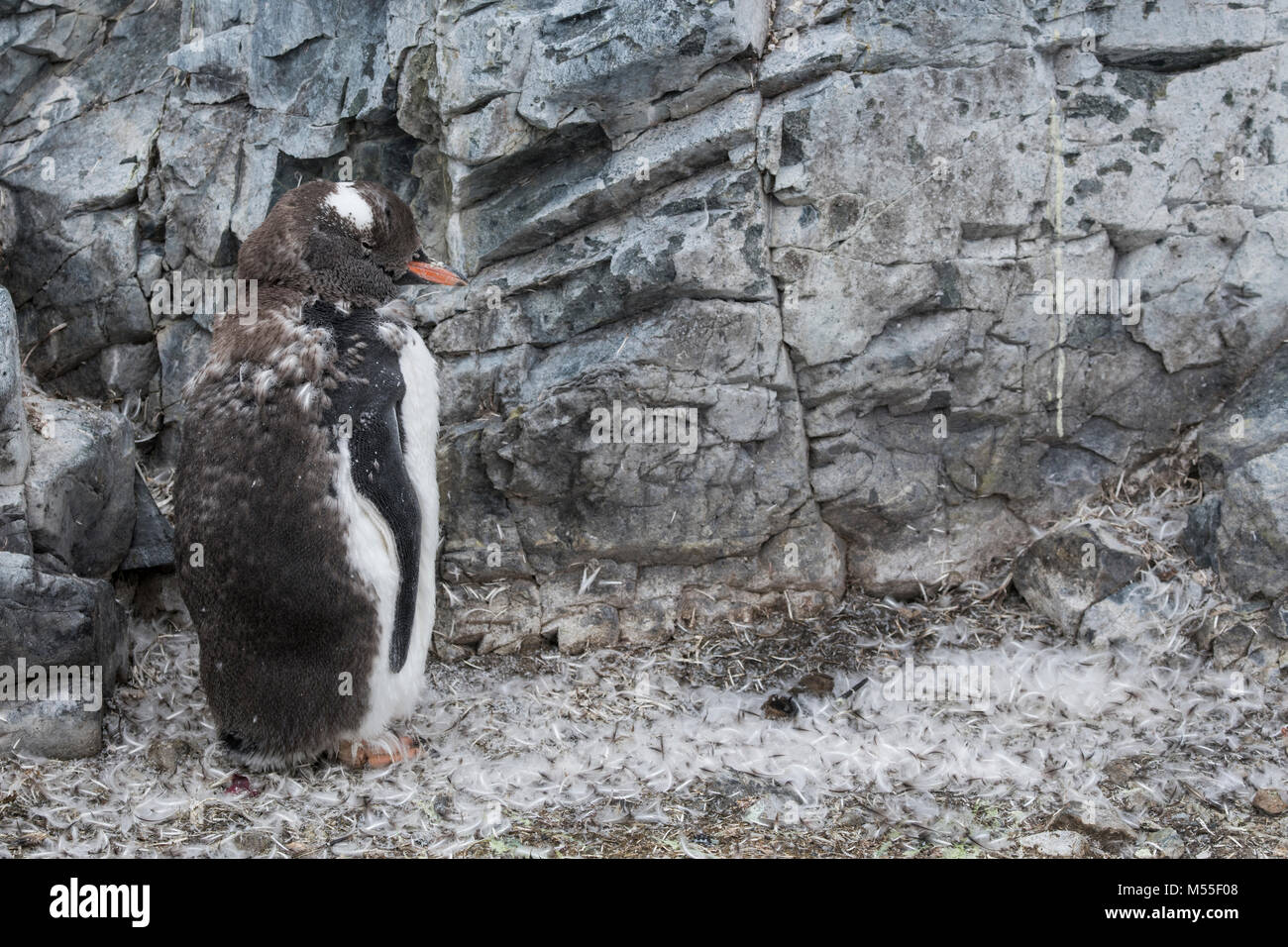 L'Antarctique, l'Île Cuverville. La mue Gentoo pingouin (Pygoscelis papua) entouré de plumes. Banque D'Images