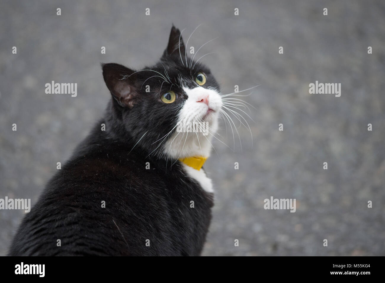 Downing Street, London, UK. 20 février 2018. Palmerston, le chef résident de l'Mouser Foreign & Commonwealth Office, arrive à Downing Street pendant la première réunion hebdomadaire du cabinet depuis février évidement. Credit : Malcolm Park/Alamy Live News. Banque D'Images