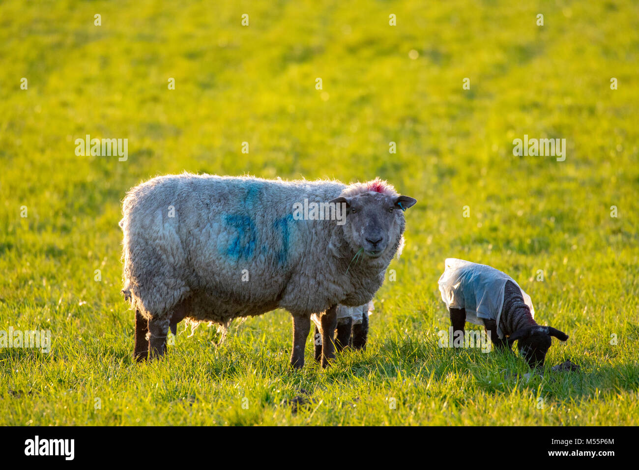Au début du printemps se flétrir leurs agneaux Brebis mère pâturage sur  l'herbe dans l'après-midi plus tard sunshine portant des manteaux de pluie  pour les protéger contre le froid du nord-est. Flintshire,