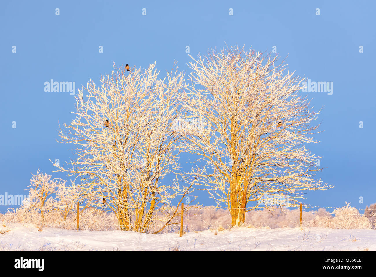 Les corbeaux assis dans les arbres avec de la gelée blanche Banque D'Images