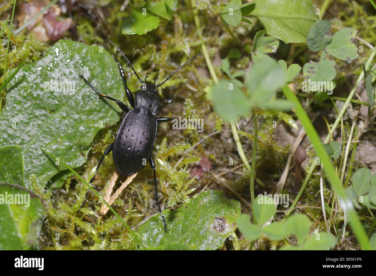 Carabus hortensis Banque D'Images