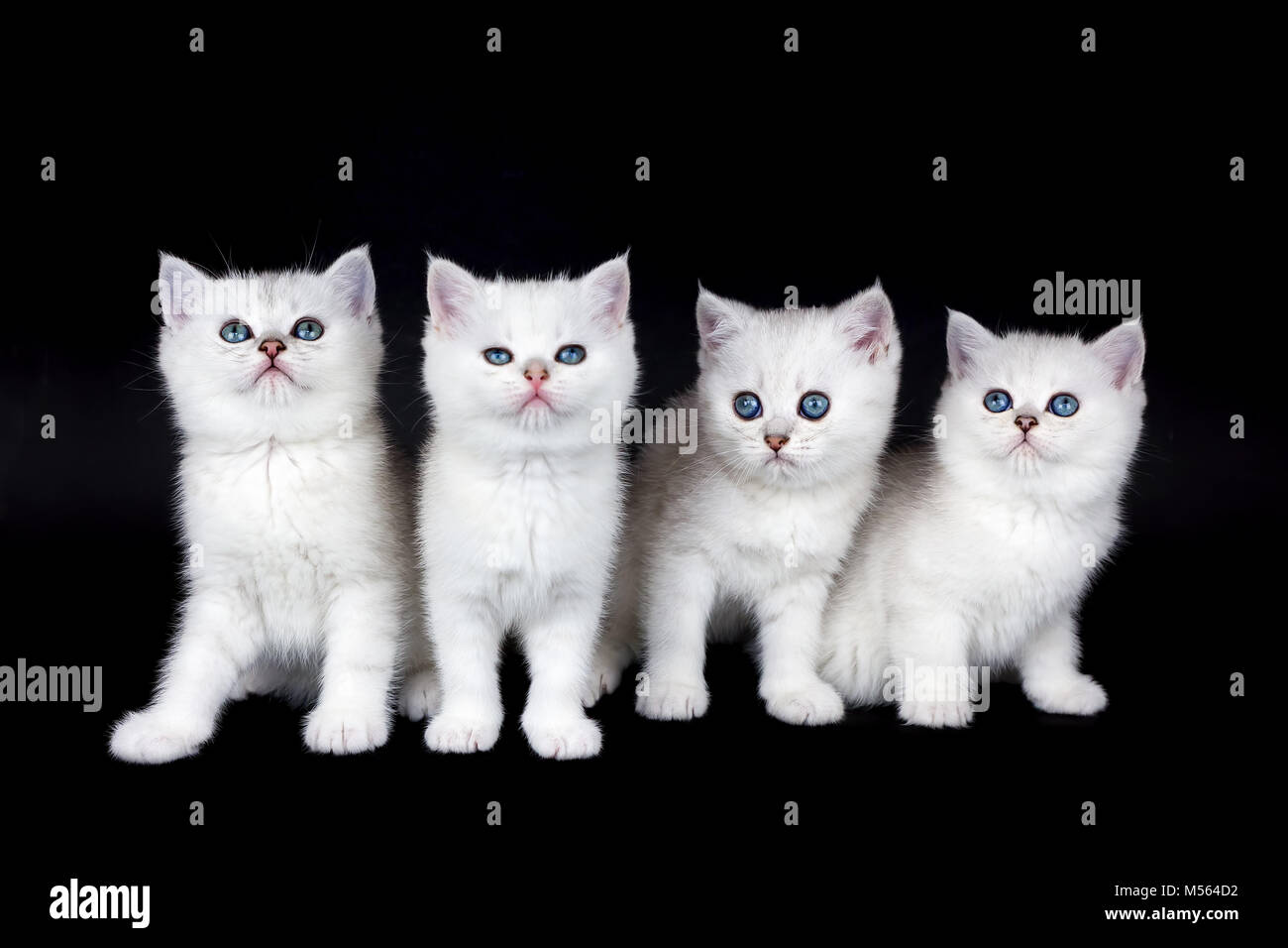 Rangée de quatre chatons blancs sur fond noir Banque D'Images