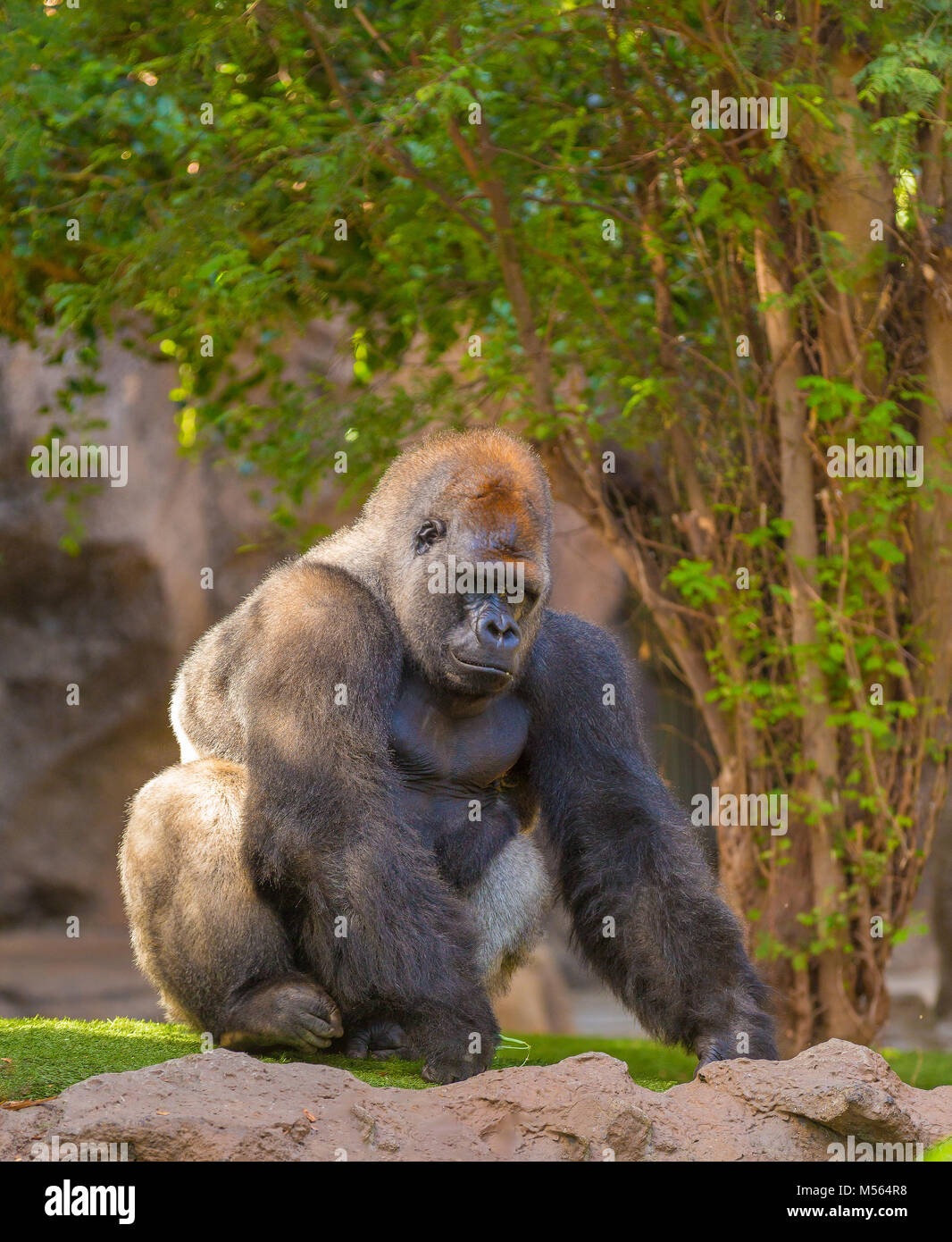 Silverback Gorilla man sitting Banque D'Images