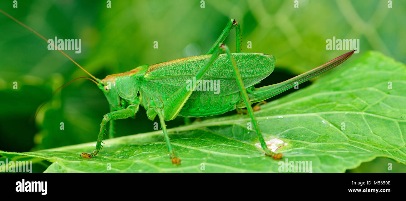 Sauterelle verte est une grande sauterelle Banque D'Images