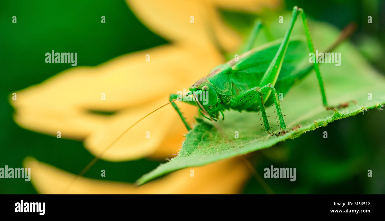 Sauterelle verte est une grande sauterelle Banque D'Images