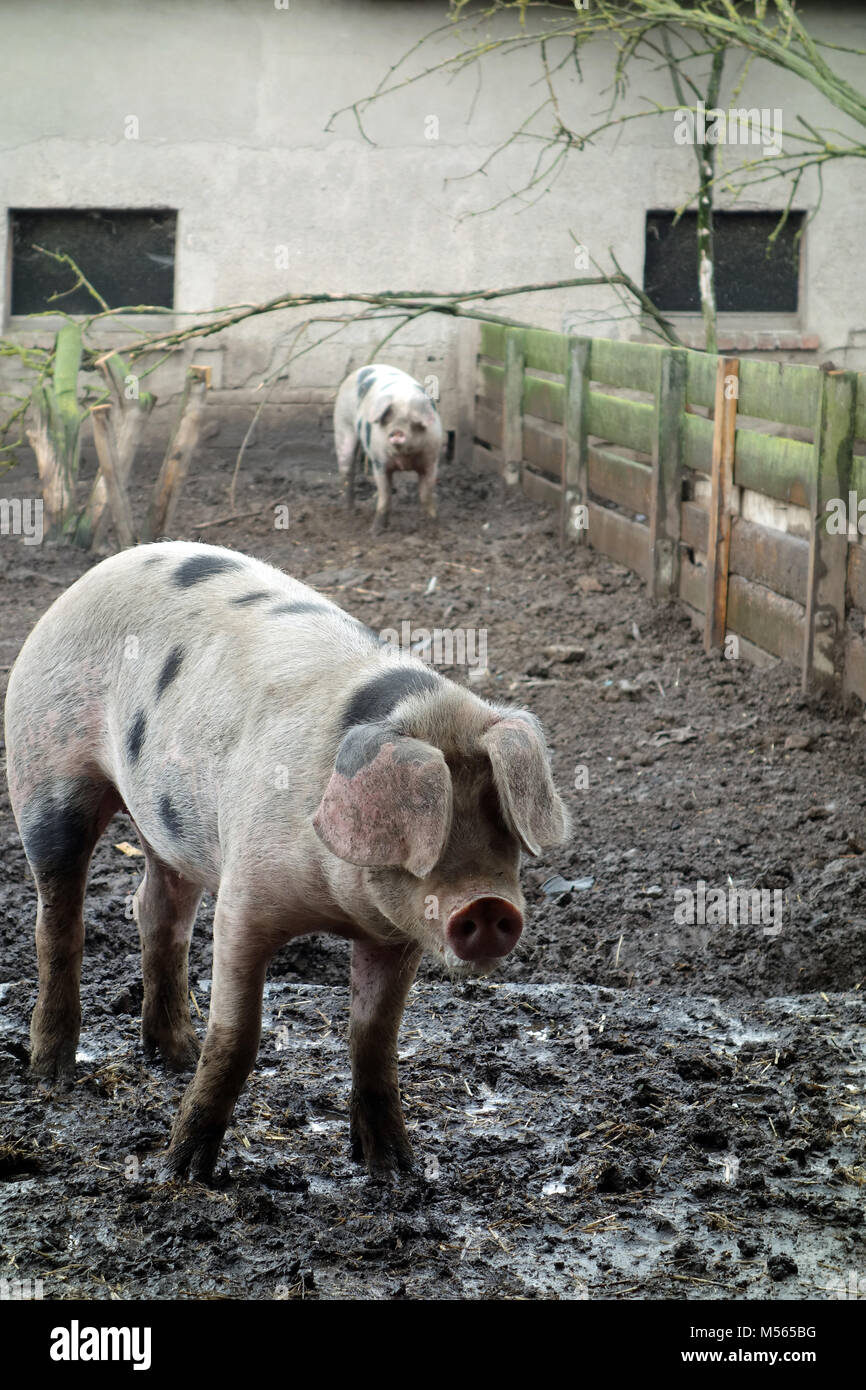 Les porcs bentheimer colorés Banque D'Images
