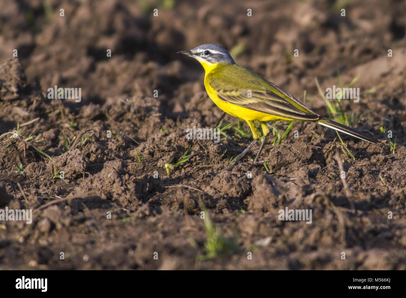 L'ouest de la bergeronnette printanière (Motacilla flava) Banque D'Images