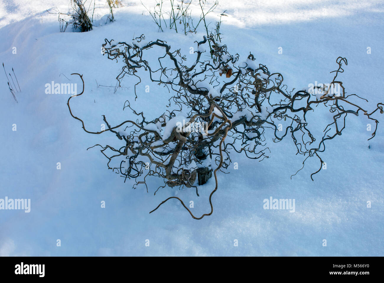 Harry Lauder's walking stick, Ormhassel (Corylus avellana contorta) Banque D'Images