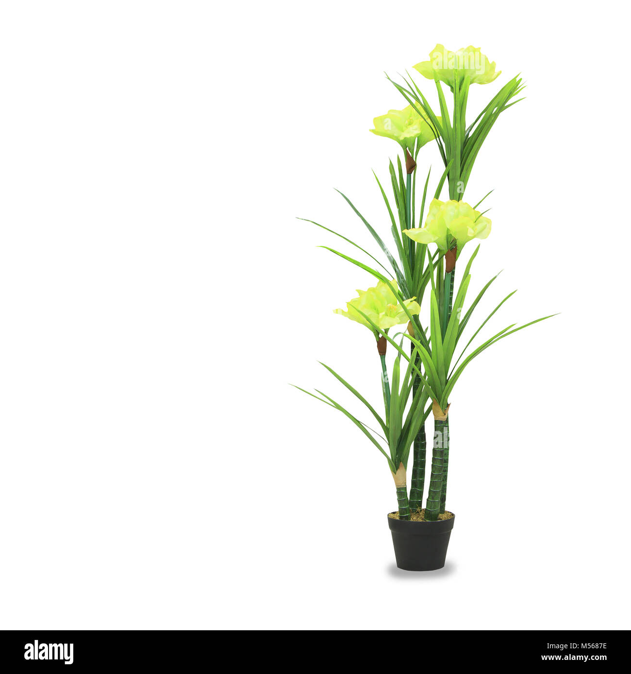 Grand palm dracaena dans un pot isolated over white Banque D'Images