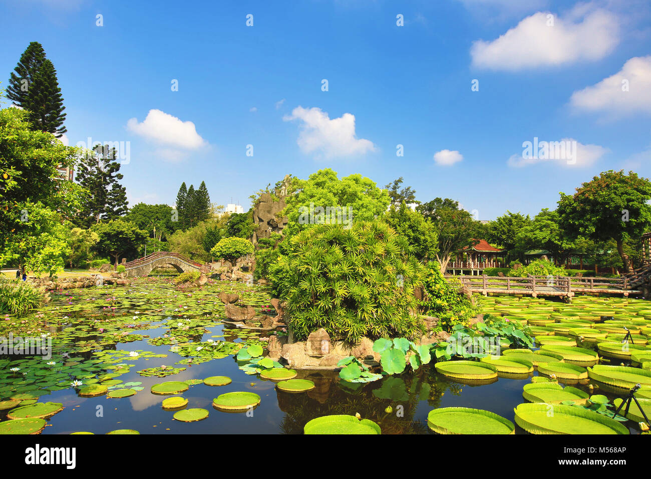 Beau jardin paysage avec des fleurs de lotus nénuphar santa cruz,fleurs et plantes aquatiques dans l'étang en été Banque D'Images