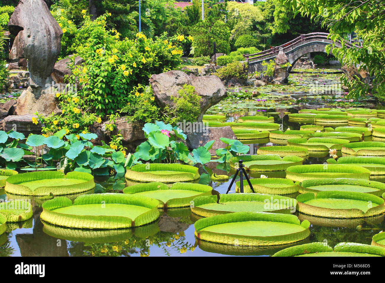 Beau jardin paysage avec des fleurs de lotus nénuphar santa cruz,les fleurs et les feuilles qui fleurit dans l'étang en été Banque D'Images