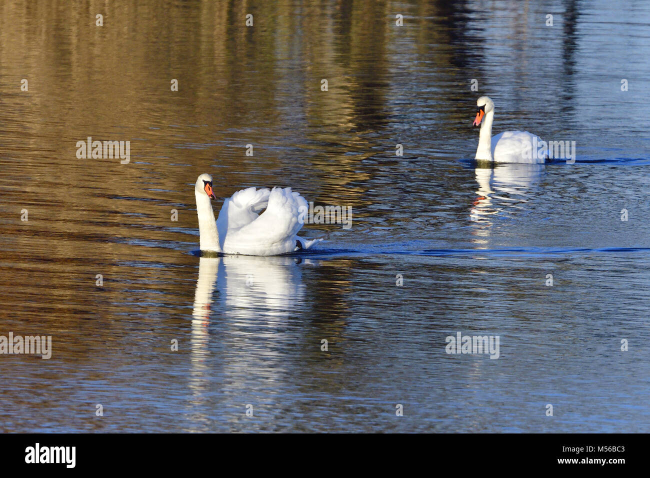 Cygne tuberculé Banque D'Images