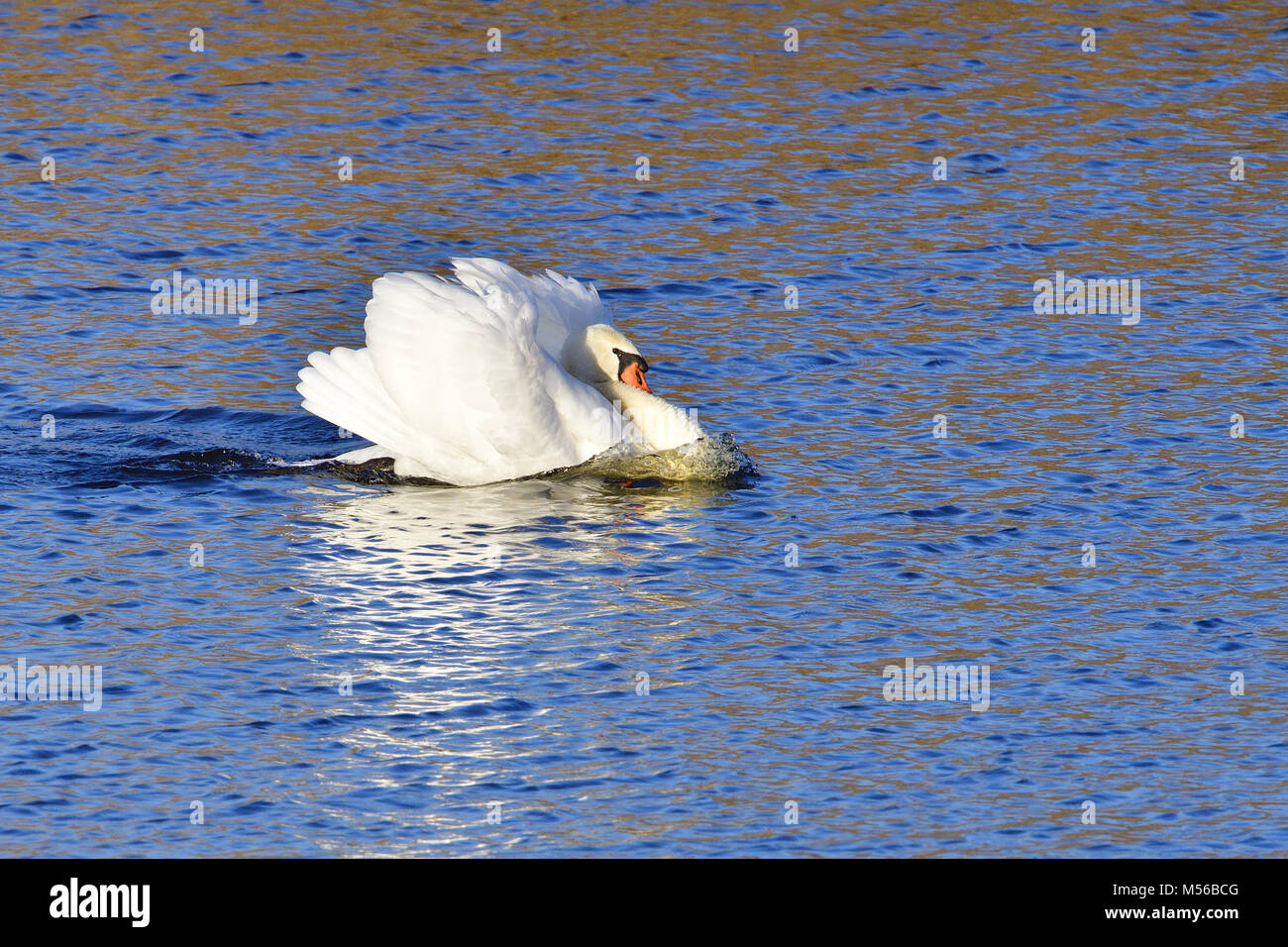 Cygne tuberculé Banque D'Images