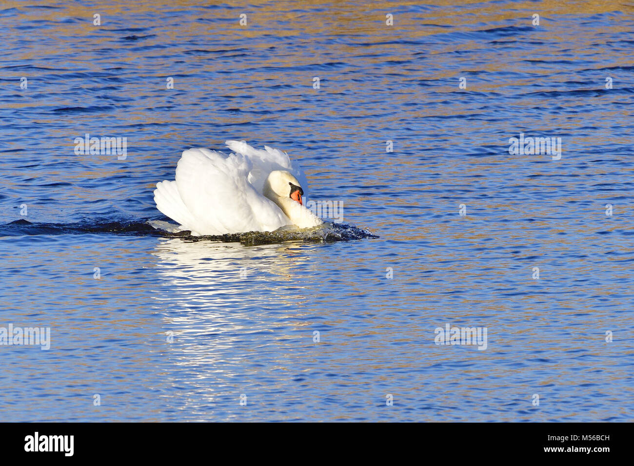 Cygne tuberculé Banque D'Images