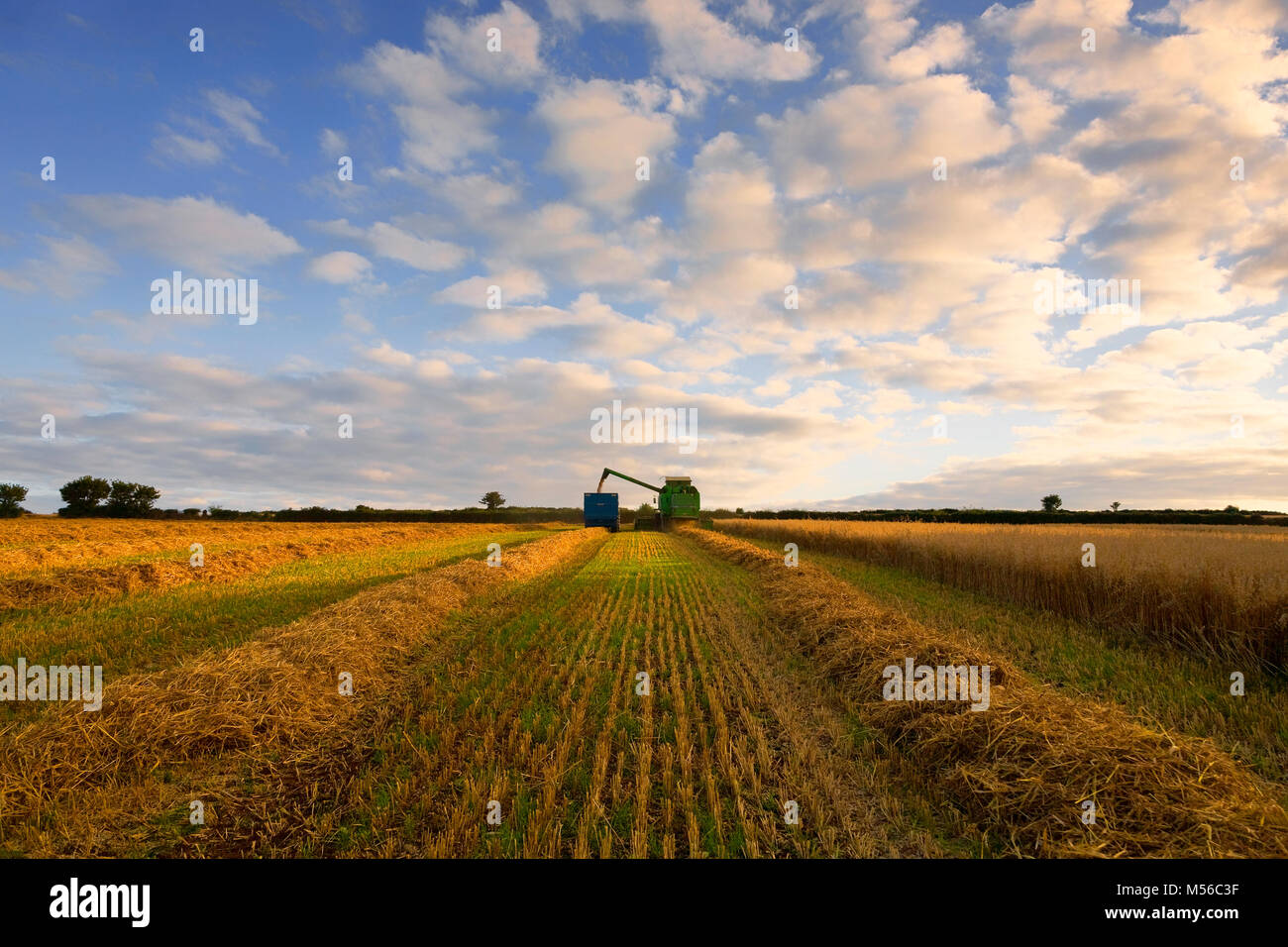 Combiner aux champs d'Avoine, Kilmacthomas, comté de Waterford, Irlande Banque D'Images
