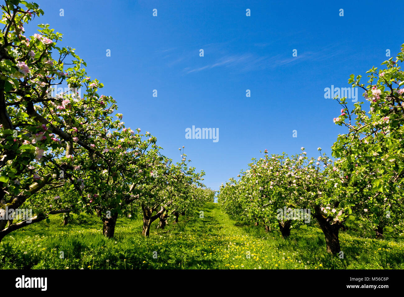 Printemps Apple Orchard, N.B. les vergers de pommiers en Ulster's Armagh sont célèbres - presque une icône ! Près de Armagh City, County Armagh, en Irlande du Nord Banque D'Images