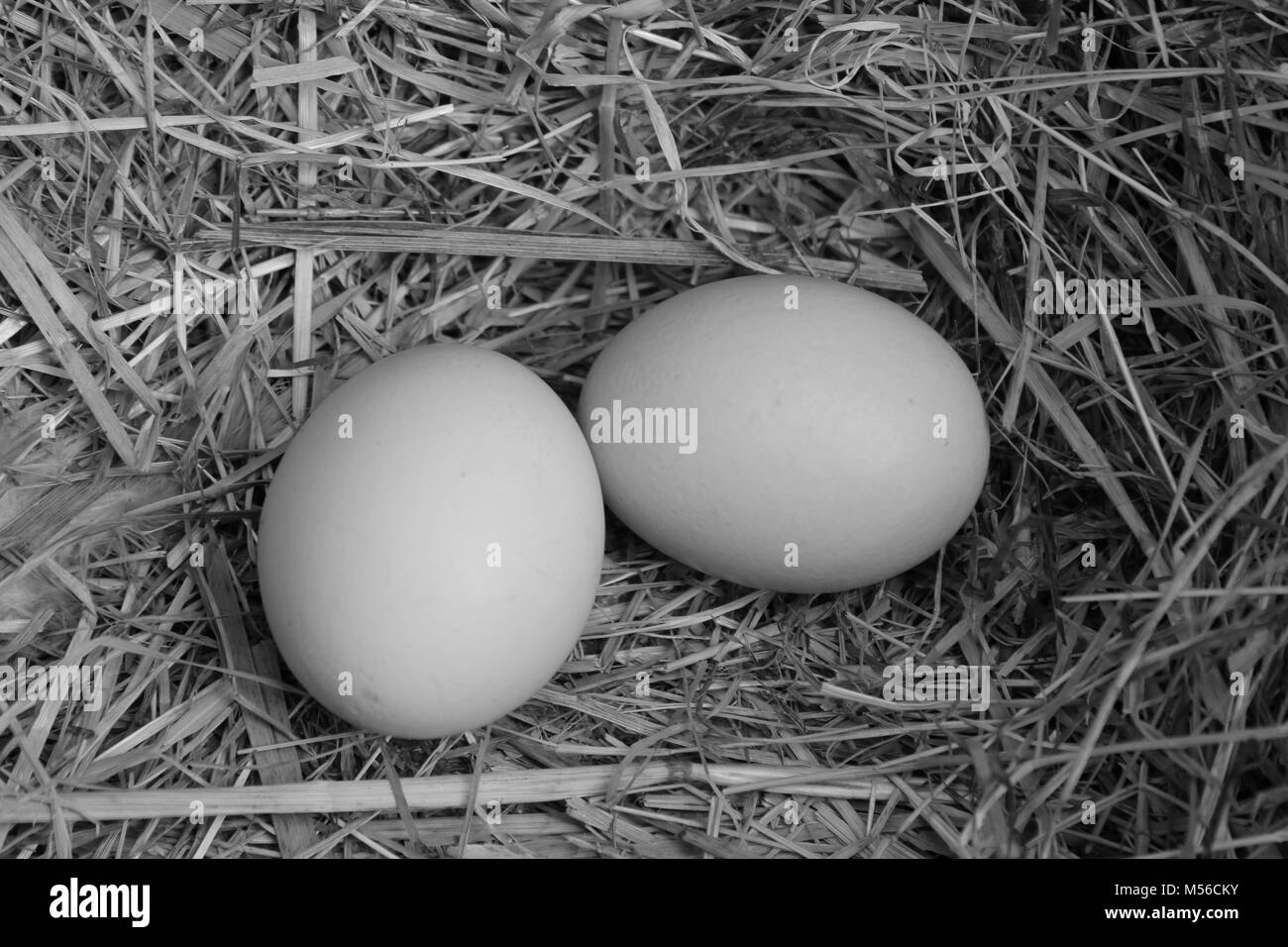 Les oeufs de poule, noir et blanc Banque D'Images