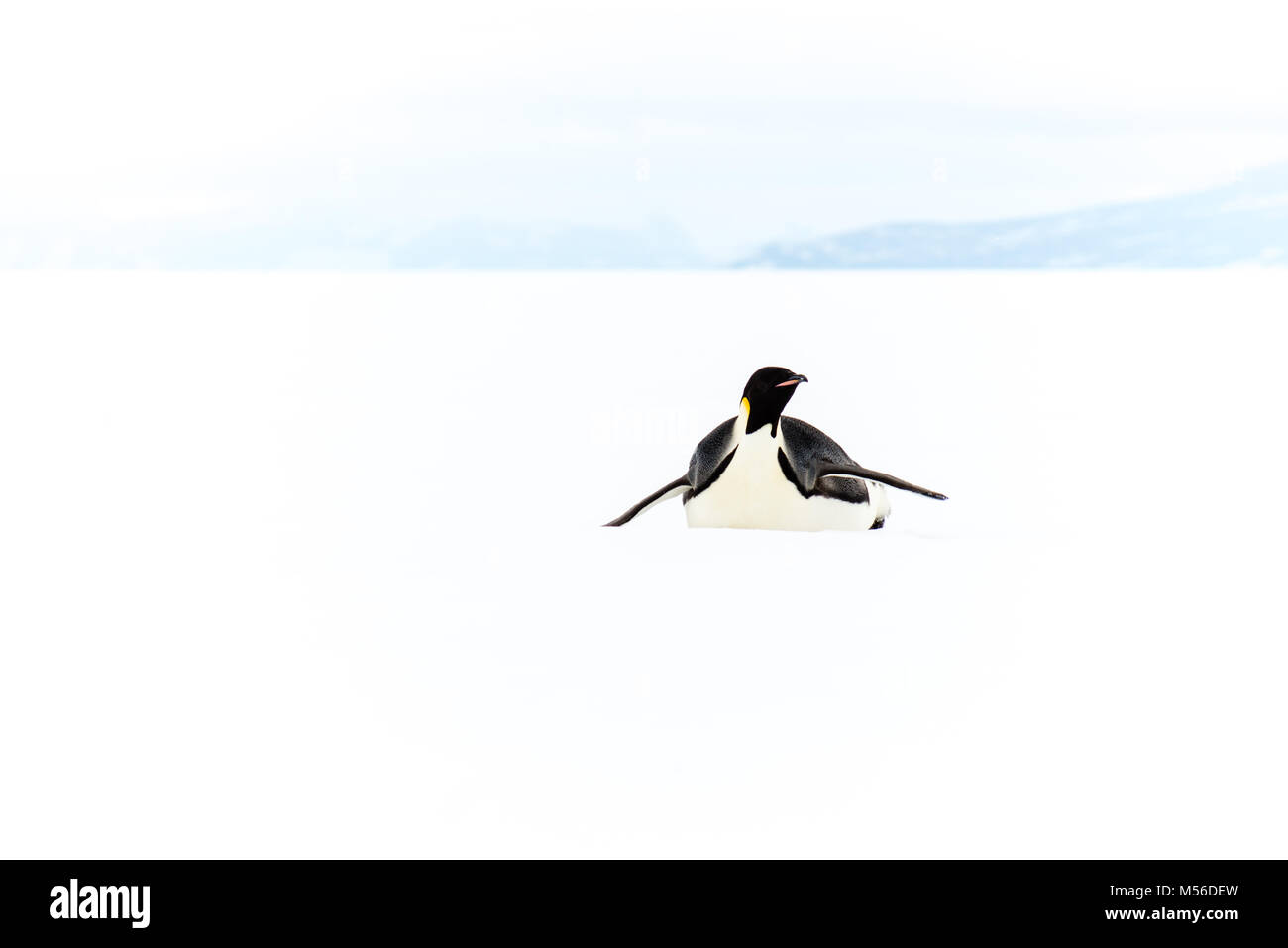 Manchot Empereur, plate-forme de Ross, en Antarctique Banque D'Images