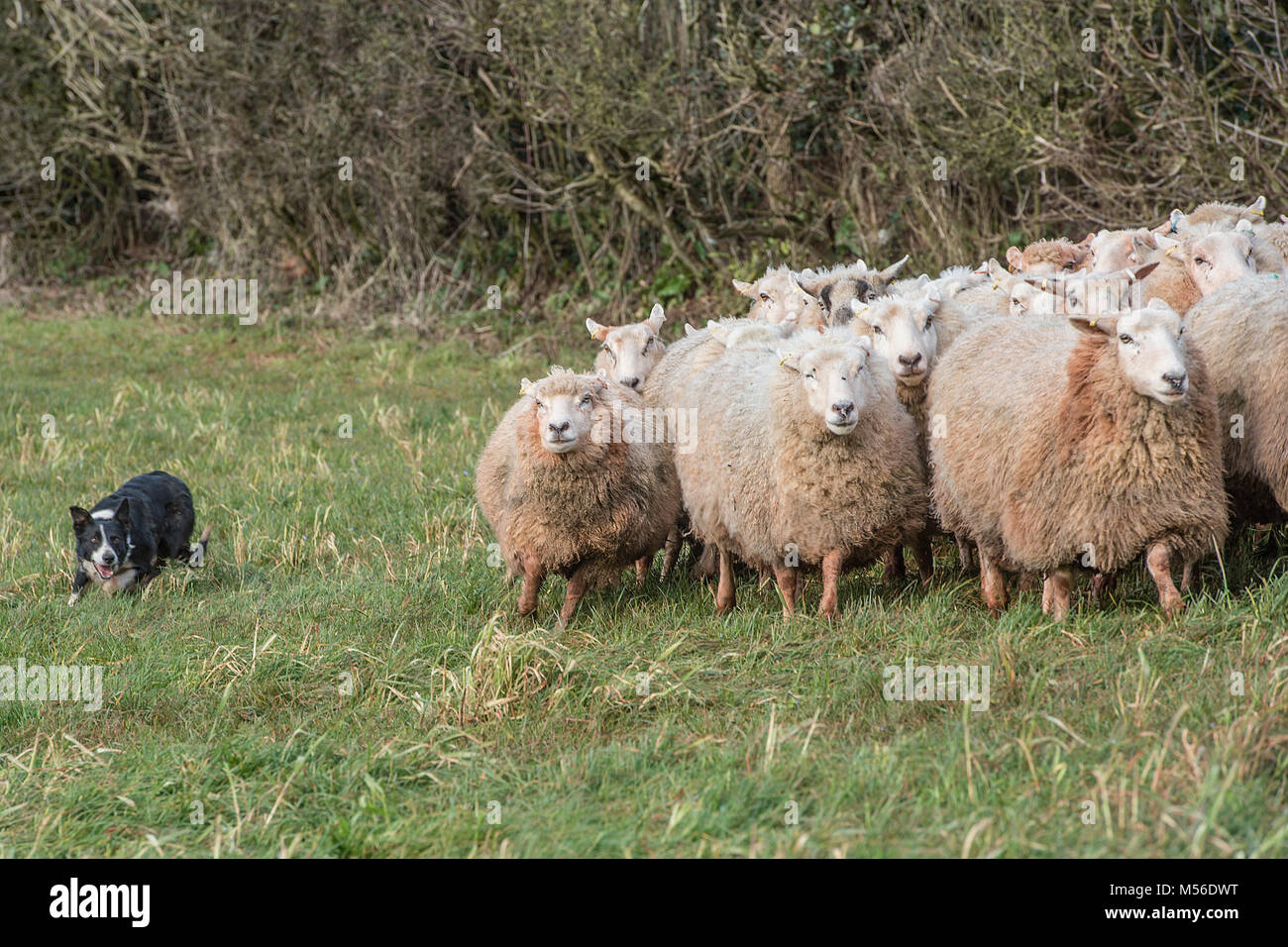 Troupeau de chiens de berger de moutons Banque de photographies et d — free download