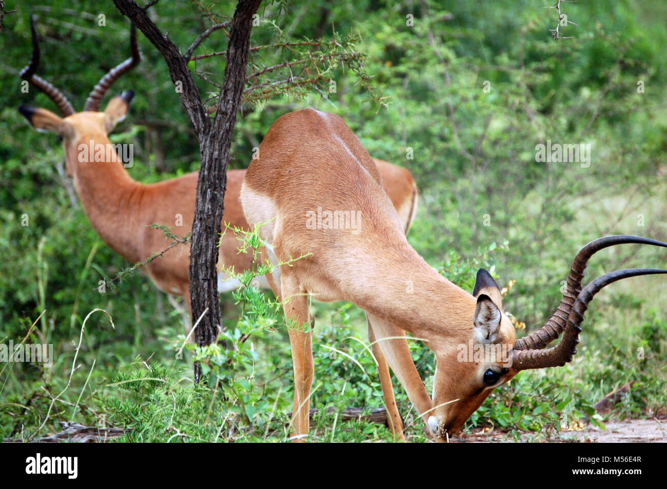 De beaux animaux d'Afrique sauvage Banque D'Images