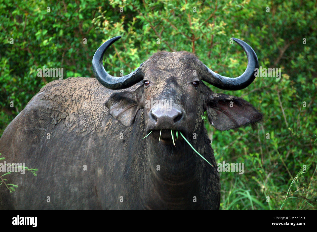 Belle buffalo sauvage en Afrique Banque D'Images