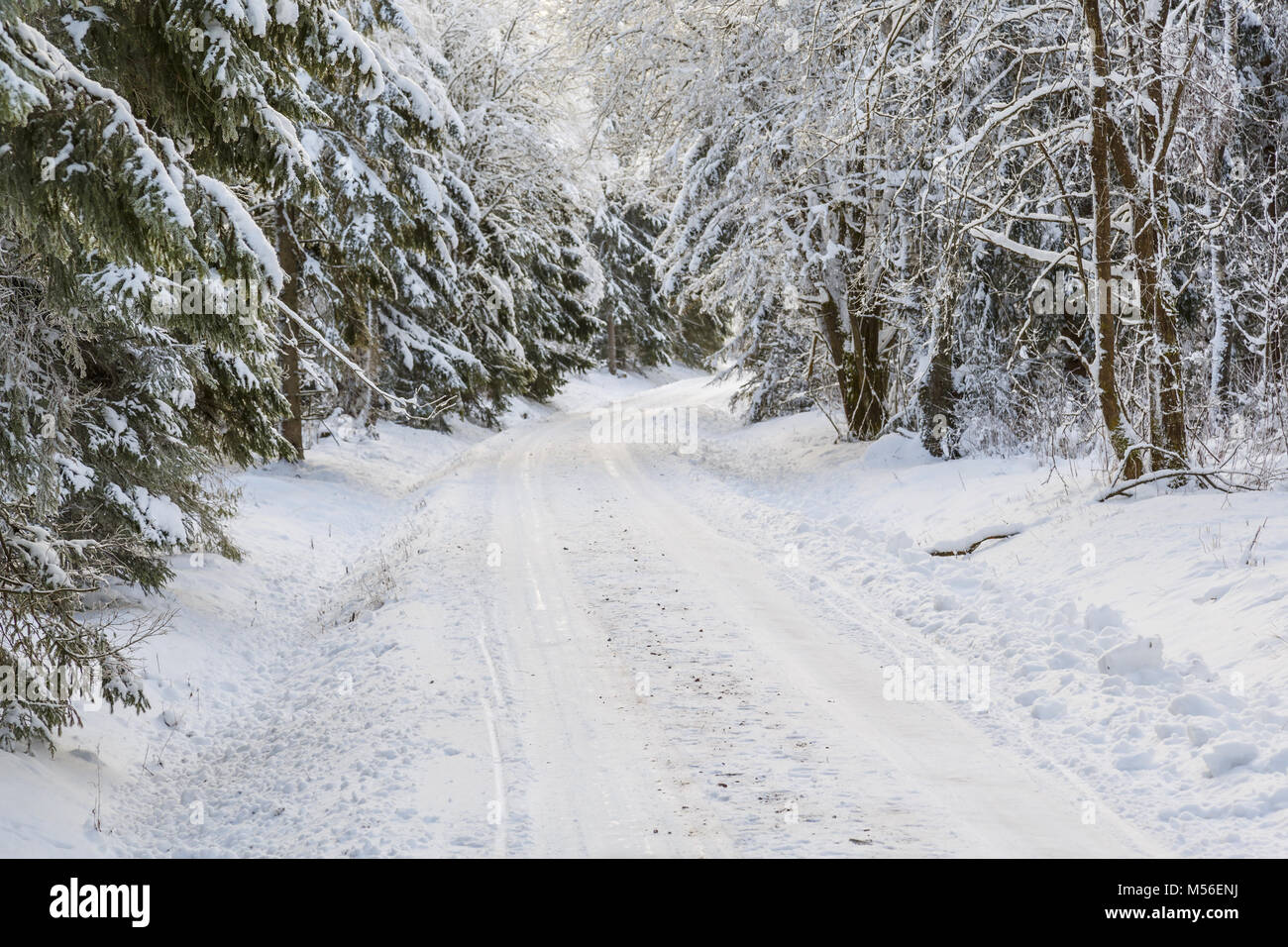 Route de terre d'hiver dans la forêt avec de la neige et le gel Banque D'Images