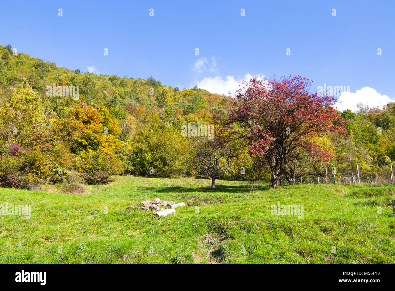 Prairie avec arbres aux couleurs de l'automne automne/// arbres couleurs/ vert/ meadow Banque D'Images