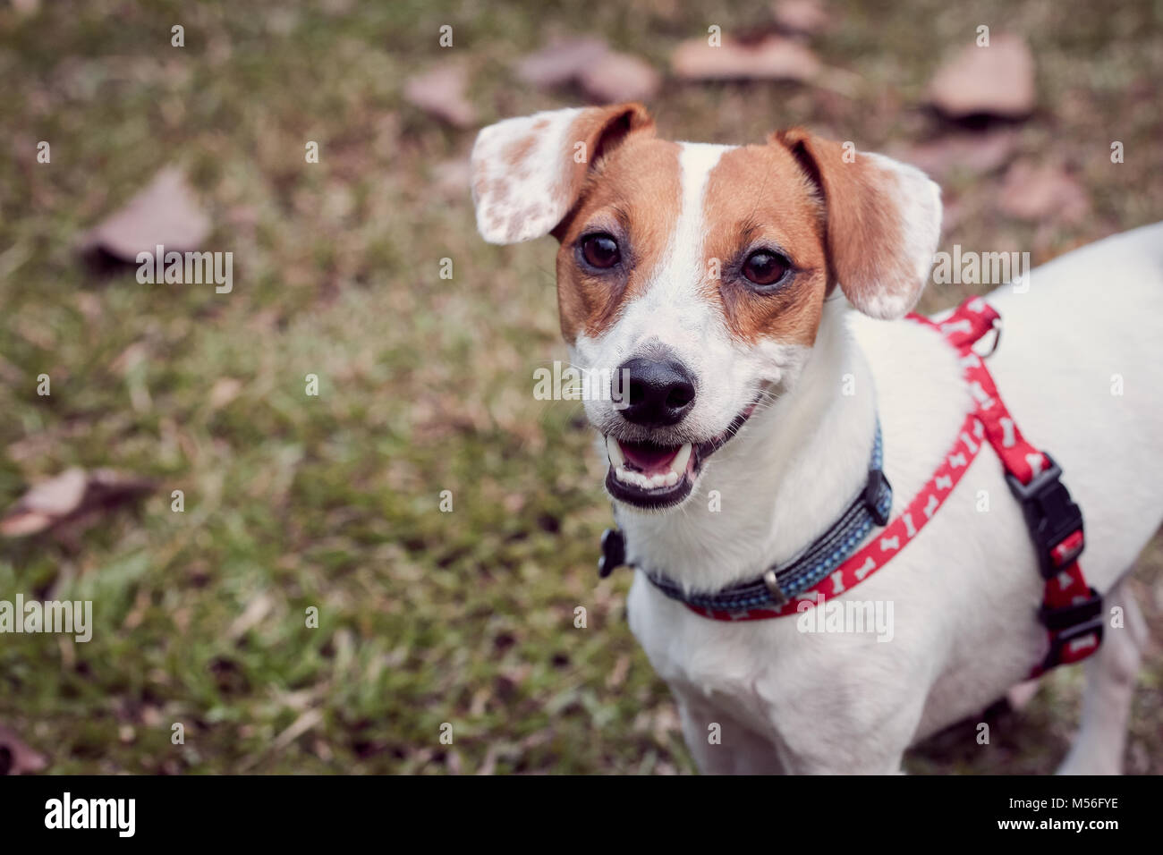 Mignon chien chiens, heureux de jouer à park Banque D'Images